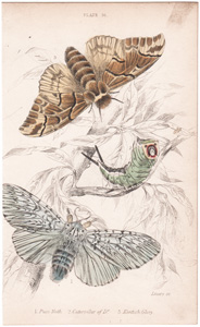 Plate 16

Puss Moth
Caterpillar of "
Kentish Glory 